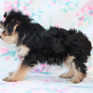 Yorkiepoo Puppy Cora