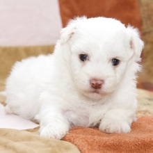 Bichon Frise Puppy Levi