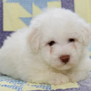 Bichon Frise Puppy Levi