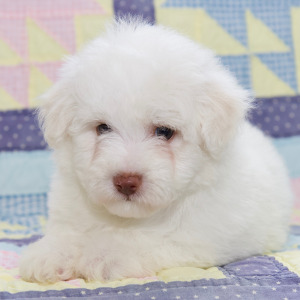 Bichon Frise Puppy Levi