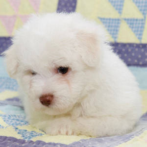 Bichon Frise Puppy Levi