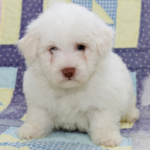 Bichon Frise Puppy Levi