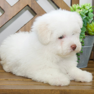 Bichon Frise Puppy Levi