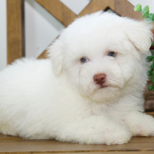 Bichon Frise Puppy Levi