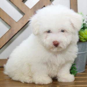 Bichon Frise Puppy Levi