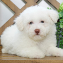 Bichon Frise Puppy Levi