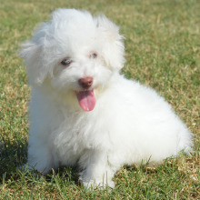 Bichon Frise Puppy Levi