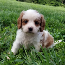 Cavapoo Puppy Sofia