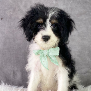 Cavapoo Puppy Brandon