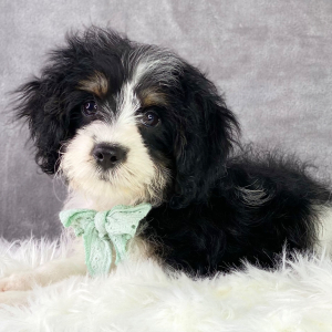Cavapoo Puppy Brandon