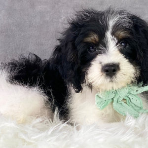 Cavapoo Puppy Brandon