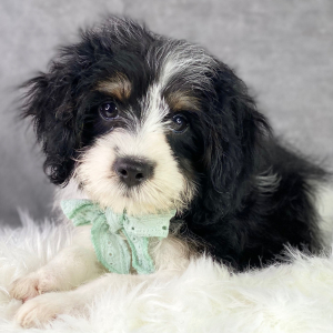 Cavapoo Puppy Brandon