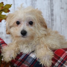 Maltipoo Puppy Frankie