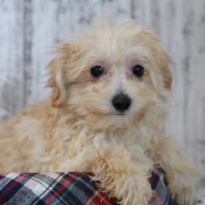 Maltipoo Puppy Frankie