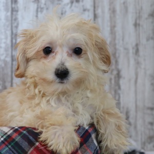 Maltipoo Puppy Frankie