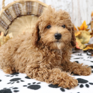 Poodle Puppy Arabelle