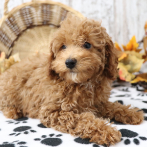Poodle Puppy Arabelle