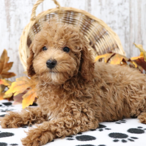 Poodle Puppy Arabelle