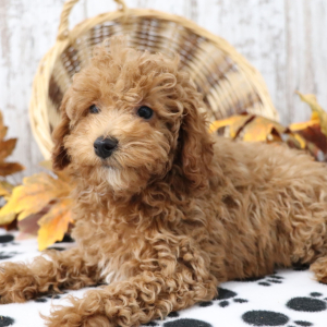 Poodle Puppy Arabelle
