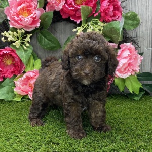 Havapoo Puppy Widelia