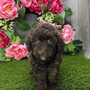Havapoo Puppy Widelia