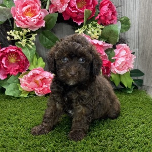 Havapoo Puppy Widelia