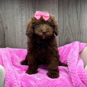 Havapoo Puppy Widelia