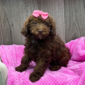 Havapoo Puppy Widelia
