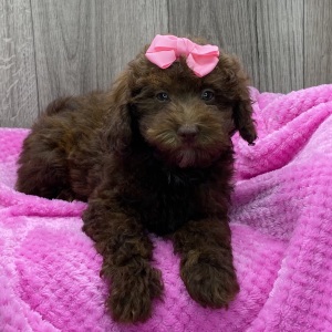Havapoo Puppy Widelia