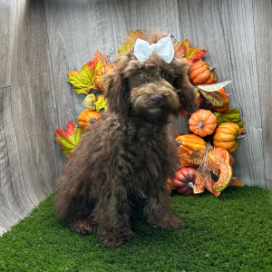 Havapoo Puppy Widelia