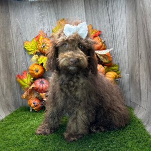 Havapoo Puppy Widelia