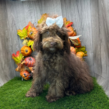 Havapoo Puppy Widelia