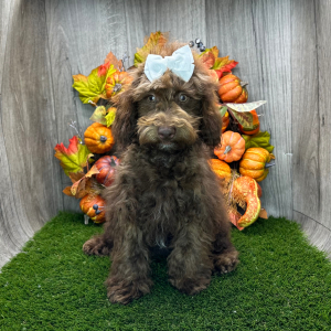 Havapoo Puppy Widelia