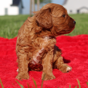 Cavapoo Puppy Wilhelmina