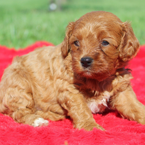 Cavapoo Puppy Wilhelmina