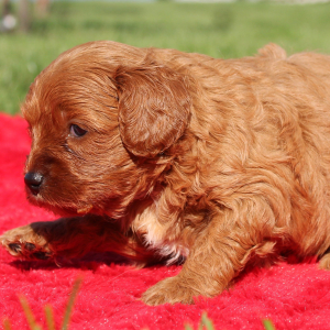 Cavapoo Puppy Wilhelmina
