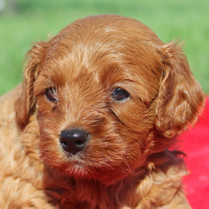 Cavapoo Puppy Wilhelmina