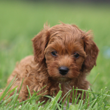 Cavapoo Puppy Wilhelmina