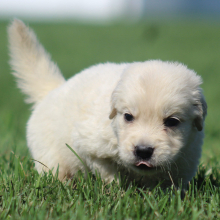 Golden Retriever Puppy Peggy