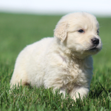 Golden Retriever Puppy Peggy