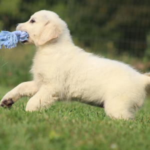 Golden Retriever Puppy Peggy