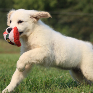 Golden Retriever Puppy Peggy