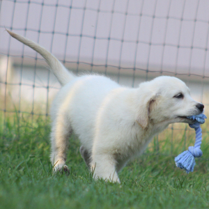 Golden Retriever Puppy Peggy