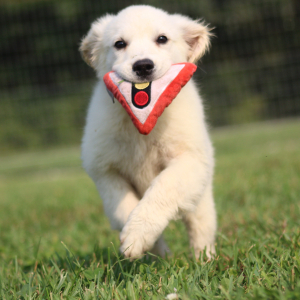 Golden Retriever Puppy Peggy