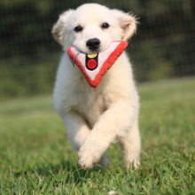 Golden Retriever Puppy Peggy