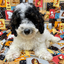 Poodle Puppy Bo