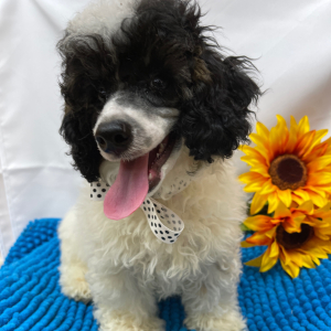 Poodle Puppy Bo