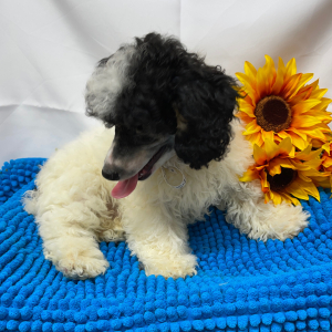 Poodle Puppy Bo
