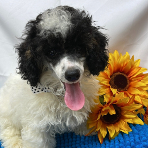 Poodle Puppy Bo