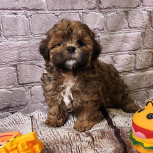 Shihpoo Puppy Annie